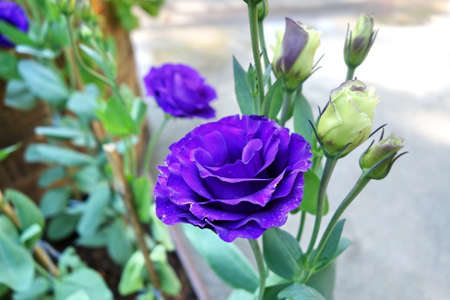 Blue Lisianthus flowersの写真素材