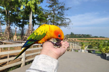 Colorful parrots sitting on human handの写真素材