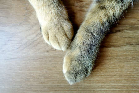 Cat's paws