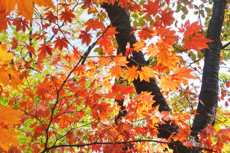Autumn maple leaves background, soft focus