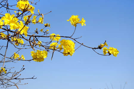 Yellow tabebuia flower on background blue sky.の写真素材
