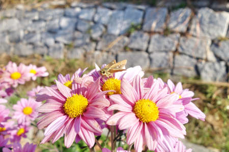 Moth on pink flowerの写真素材