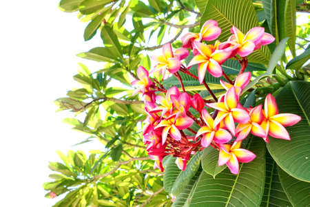 Plumeria or Frangipani flower. (Pagoda tree or Temple tree) with natural light background.の写真素材
