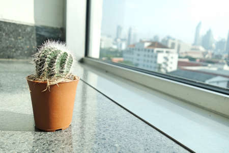 cactus plant at window office with city view.の写真素材