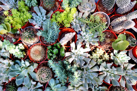 Rectangular arrangement of succulents; cactus succulents in a planterの写真素材