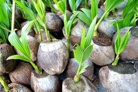Sprout of coconut treeの写真素材