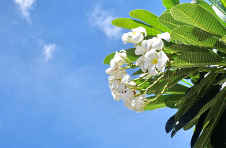 frangipani with blue skyの写真素材