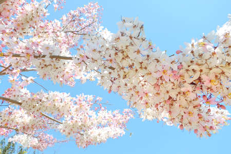 blooming pink Cassia bakeriana Craib flower. pastel filter.の写真素材
