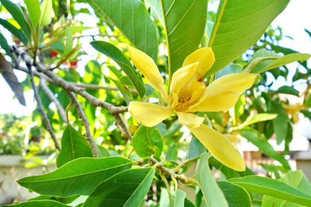 Yellow magnolia alba flower on tree.の写真素材
