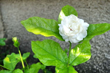 white jasmine flowerの写真素材