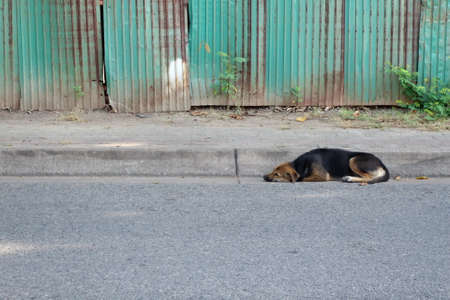 abandoned homeless stray dog lying at the pavement.の写真素材