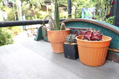 Cactus pots on table outdoor.の写真素材