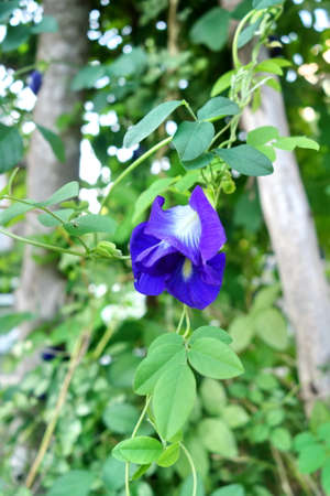 Blue Butterfly Pea Flower with vineの写真素材