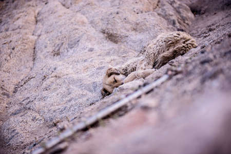 Shaggy dog Sleepの写真素材