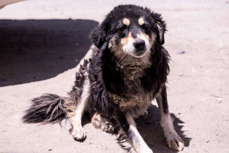 Shaggy dog