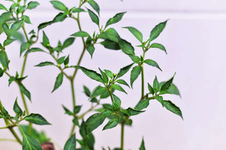 Pepper fresh