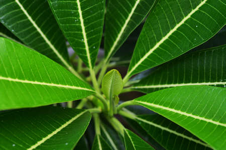 plumeria leafの写真素材