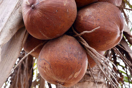 Coconut Treeの写真素材