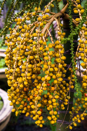 Areca nut or areca catechu on treeの写真素材