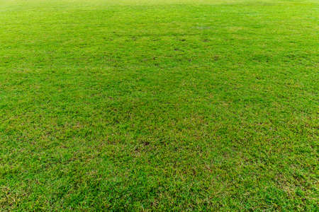 green grass natural background textureの写真素材