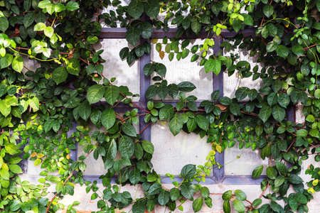 Green Ivy leaves on the wallの写真素材