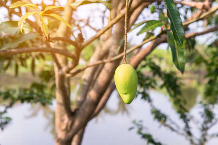 Mango on the tree,Fresh fruits hanging from branches,Bunch of green and ripe mangoの写真素材