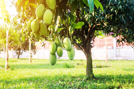 Mangoes on the tree,Fresh fruits hanging from branches,Bunch of green and ripe mangoの写真素材