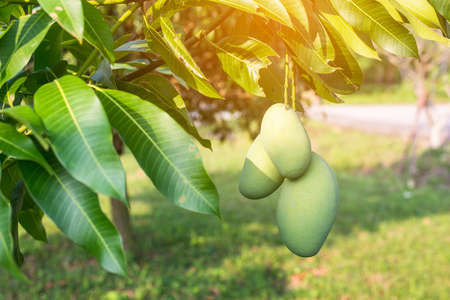 Mangoes on the tree,Fresh fruits hanging from branches,Bunch of green and ripe mangoの写真素材