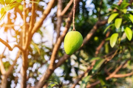 Mangoes on the tree,Fresh fruits hanging from branches,Bunch of green and ripe mangoの写真素材