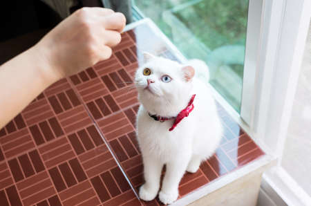 Cat Scottish white fluffy cute little animal,Cat two color eyes eating food at home