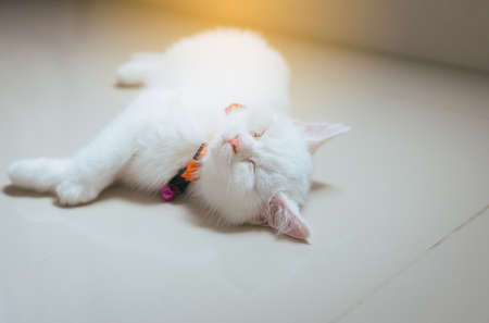 Happy cat Scottish fold lying on floor cute little animal,Close upの写真素材