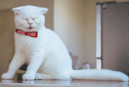 Cat Scottish white fluffy and close one's eyes cute little animalの写真素材