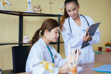 Doctor female sitting and explaining information using skeleton hand mockup to assistant at hospital officeの写真素材