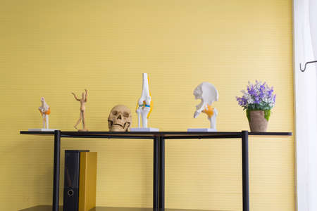 Equipment human body anatomy include skull,bone,brain model for education research and medical study