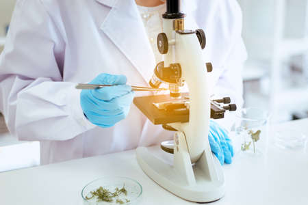 Close up of hand scientist using microscope with metal lens for research plant and medical equipment in laboratoryの写真素材
