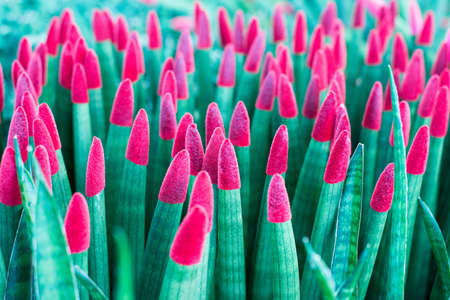 Group of beautiful red color flower in pot plantingの写真素材