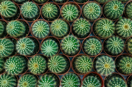 Group of green cactus in pot plantingの写真素材