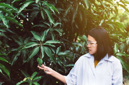 Asian woman researcher examining mango fruit and study information data in the gardenの写真素材