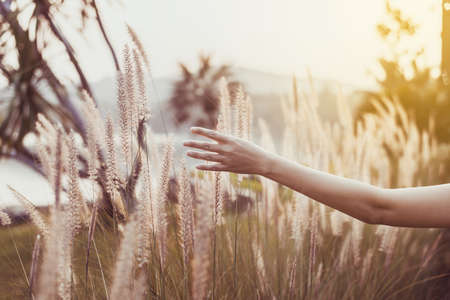 Woman hands touching a field in nature at sunset time,Close upの写真素材