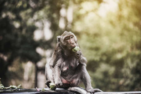 Monkey sitting on car in natural forest and eating eggplant vegetable,Animal wildlife