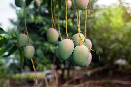 Green mango fruit bunch on the tree,Fresh fruit in tropical garden