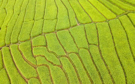 Beautiful aerial view scenery of rice terraces at Baan Pa Bong Piang,Chiang Mai province,Thailandの写真素材
