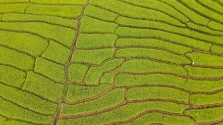Beautiful aerial view scenery of rice terraces at Baan Pa Bong Piang,Chiang Mai province,Thailandの写真素材