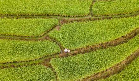 Beautiful aerial view scenery of rice terraces at Baan Pa Bong Piang,Chiang Mai province,Thailandの写真素材