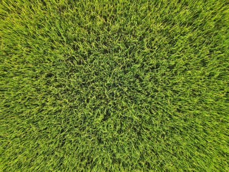 Aerial drone shots scenery of rice field at countryside,Thailand,Top viewの写真素材