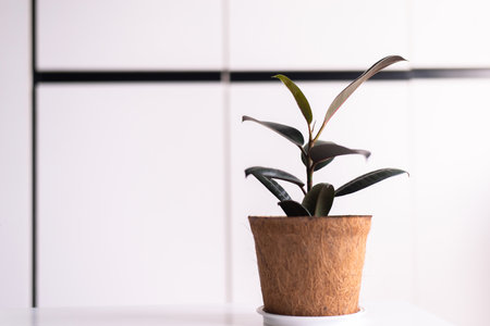 Beautiful Rubber Plant on shelf interior design of living room,Cozy homeの写真素材