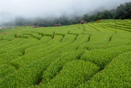 Beautiful view scenery of cottage and rice terraces at Baan Pa Bong Piang,Chiang Mai province,Thailandの写真素材