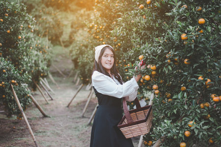 Happy asian woman gardener picking organic orange in orchardの写真素材