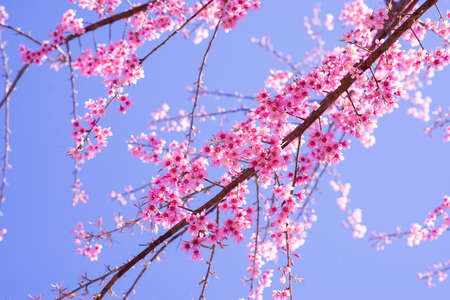 Beautiful sakura flowers during spring season with blue sky,Cherry blossoms in full bloomingの写真素材