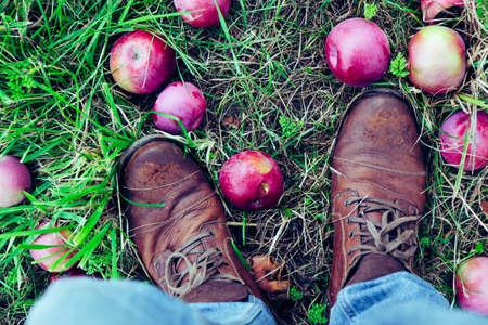 Apple pickingの写真素材